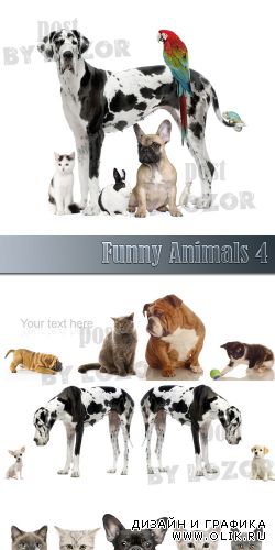 Funny Animals 4