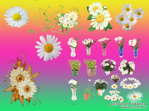 Клипарты - Ромашки