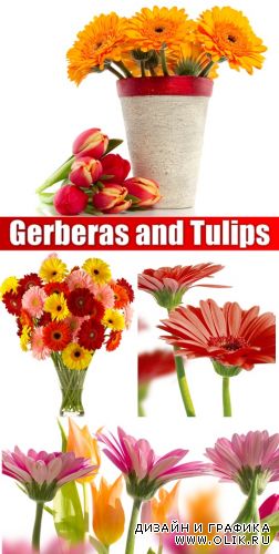 Gerberas and Tulips