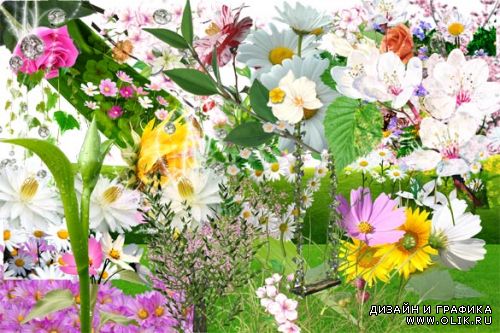 Клипарт-для фото коллажей (Цветы, растения)