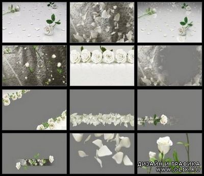 Footages - Editor's Themekit 123: Roses are White (ISO)