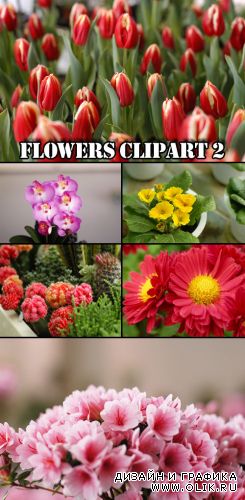 Flowers clipart 2