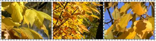 Осенние лесные пейзажи в формате DV AVI (background).
