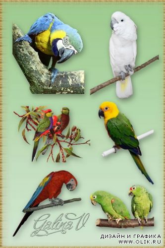 Clipart - Parrots / Попугаи