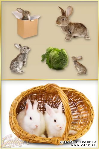 Clipart - Rabbits / Кролики