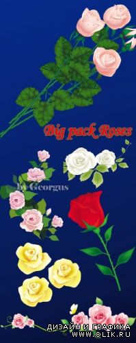 Big pack roses