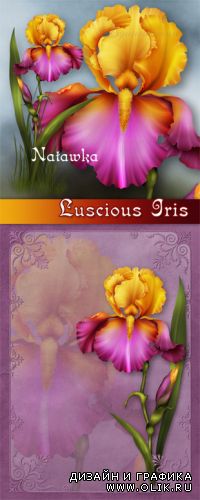 Luscious Iris III