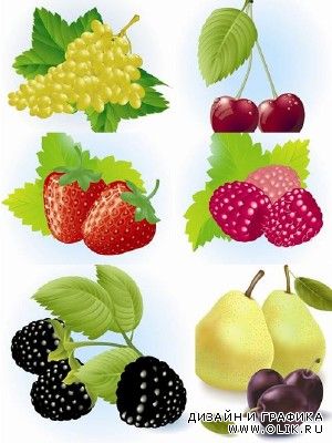 Fruits and Berries #5
