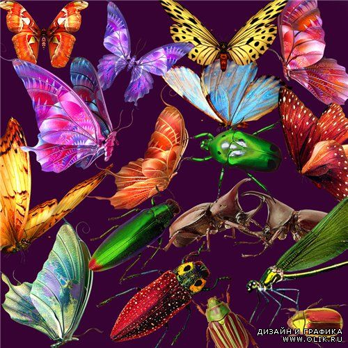 Бабочки, насекомые, стрекозы