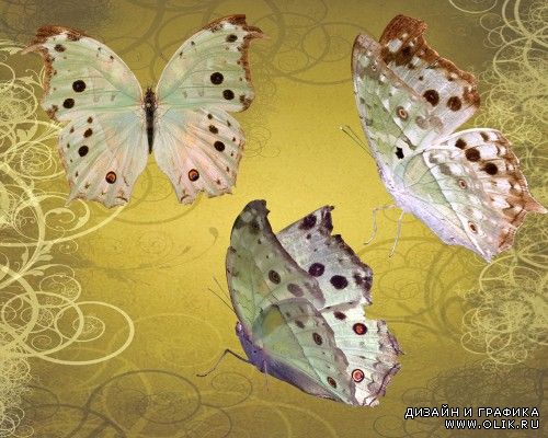 Клипарт - Перламутровые бабочки