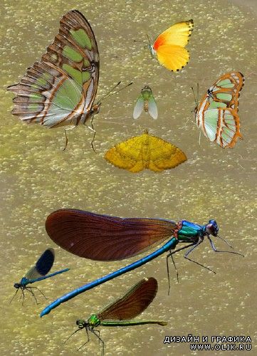 Клипарт - Стрекоза и бабочки