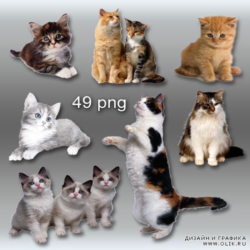 Клипарт PNG - Кошки, котята