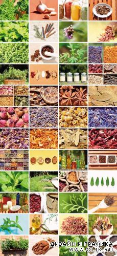 Clipart - Herbs & Spices
