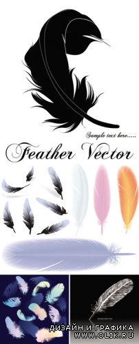 Feather Vector | Перо в векторе