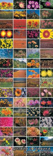 Digital Vision - Wild Flowers