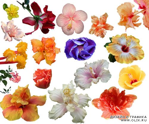Клипарт - Красивые весенние цветы