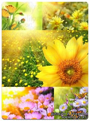 Яркие весенние цветы - картинки высокого разрешения
