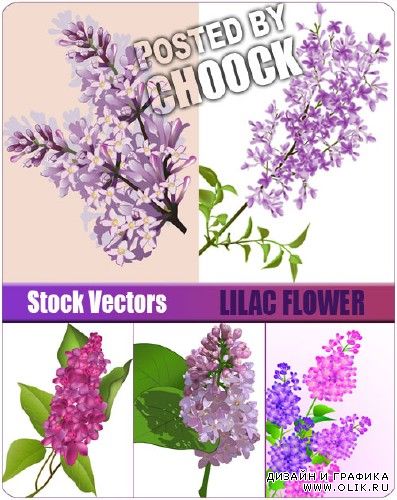 Векторный клипарт: Изображения с цветами сирени | Illustration with lilac flower