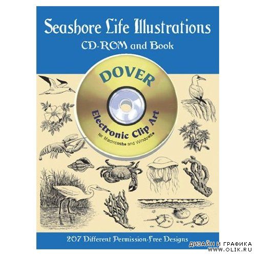 Жизнь побережья в иллюстрациях  Seashore Life Illustrations