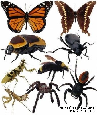 Шаблоны для фотошоп - Насекомые / Insects PHSP Templates
