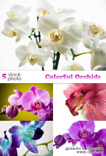 Растровый клипарт - Colourful Orchids
