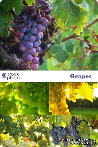 Растровый клипарт - Grapes