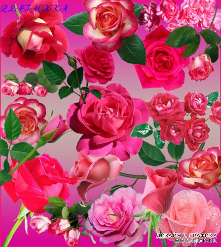 Скрап-набор "Ярко-розовые розы"