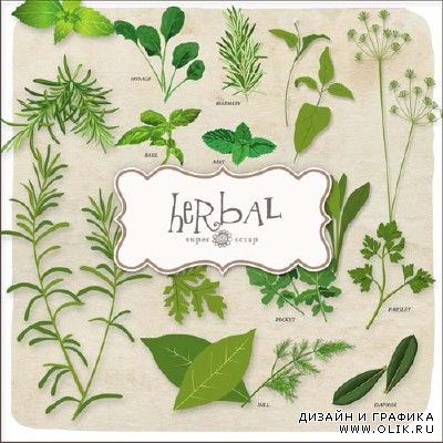 Скрап-набор - Гербарий / Scrap kit - Herbal
