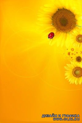 Sources - Sunflower