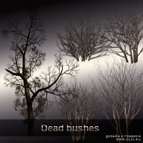 Dead bushes