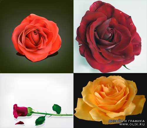 4 красивые розы в векторе