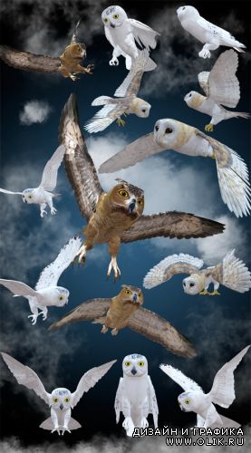 Owl - png клипарт совы