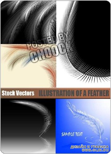 Векторный клипарт: Иллюстрация с пером | Illustration of a feather