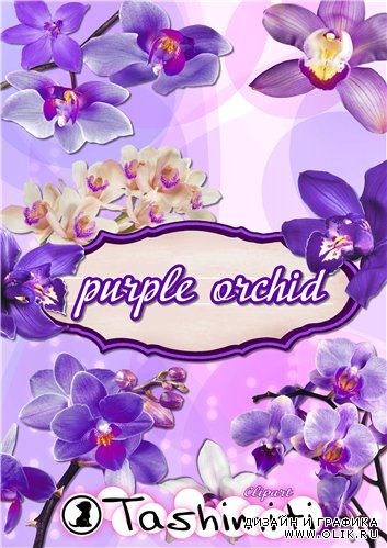 Clipart Purple Orchid | Клипарт Орхидеи