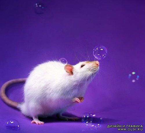 Гламурные фотографии мышей и крыс от  Дианы Оздомар (Diane Ozdamar)
