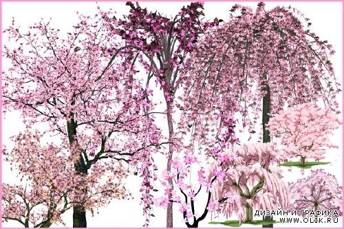 Клипарт - Деревья в розовом цвету