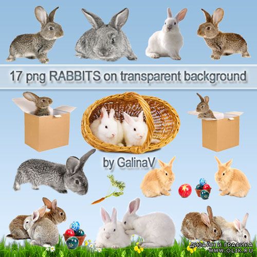 Кролики PNG клипарт | Rabbits PNG clipart
