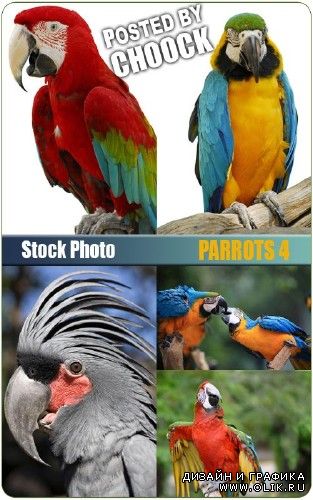 Попугаи 4 | Parrots 4
