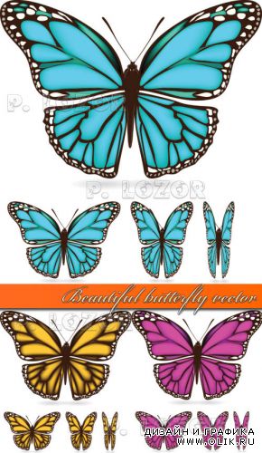 Beautiful butterfly vector