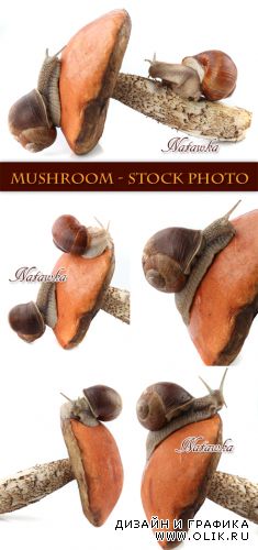 Mushroom photo 2