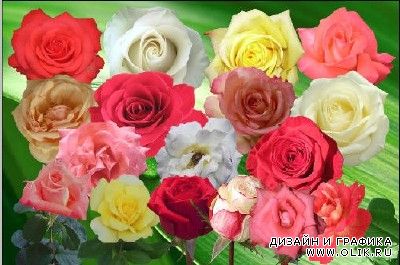 Клипарт Розовый  сад любви