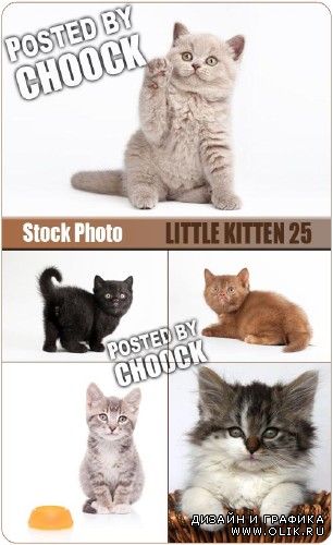Маленький котенок 25 | Little kitten 25