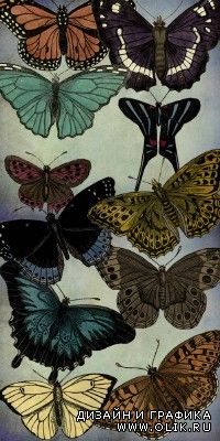 Butterflies PSD Pack