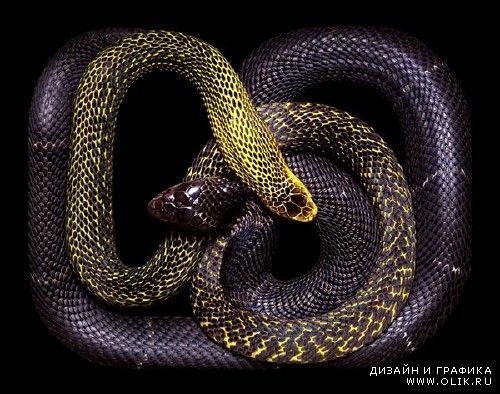 Змеи на фотографиях известного французского фотографа Guido Mocafico