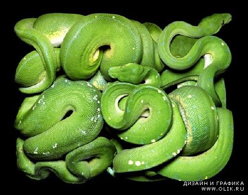 Змеи на фотографиях известного французского фотографа Guido Mocafico