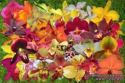 Клипарт Орхидеи цвета огня