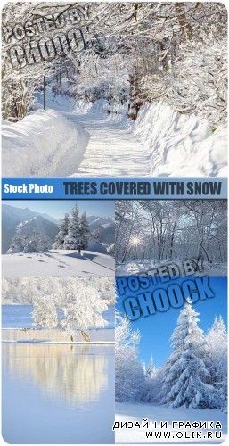 Покрытые снегом деревья | Trees covered with snow