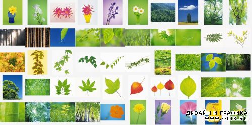 DAJ-ES007 — Plant - Растительный Мир