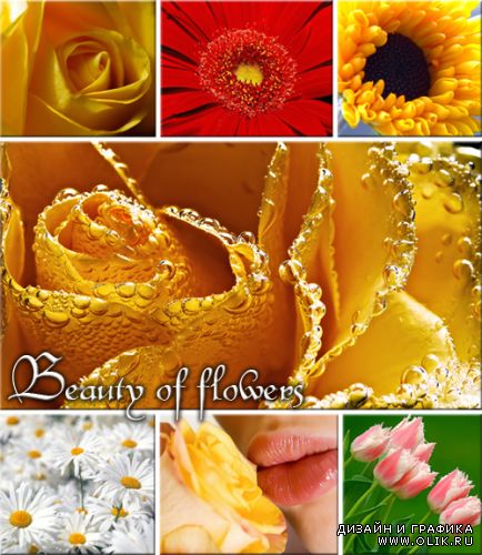 Beauty of flowers - ClipArt