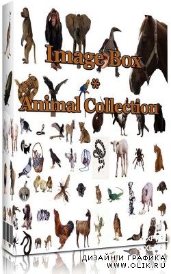 Image Box - Animal Collection